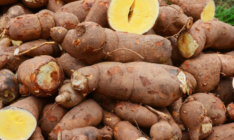 Nigeria Releases Vitamin A Cassava To Improve Public Health