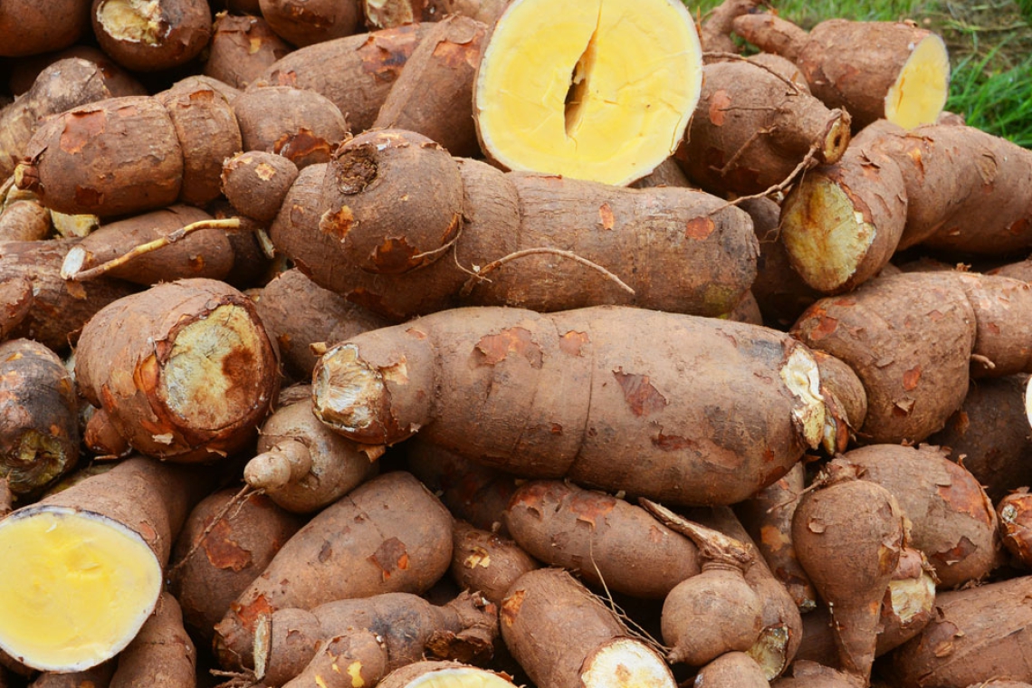 Nigeria Releases Vitamin A Cassava To Improve Public Health